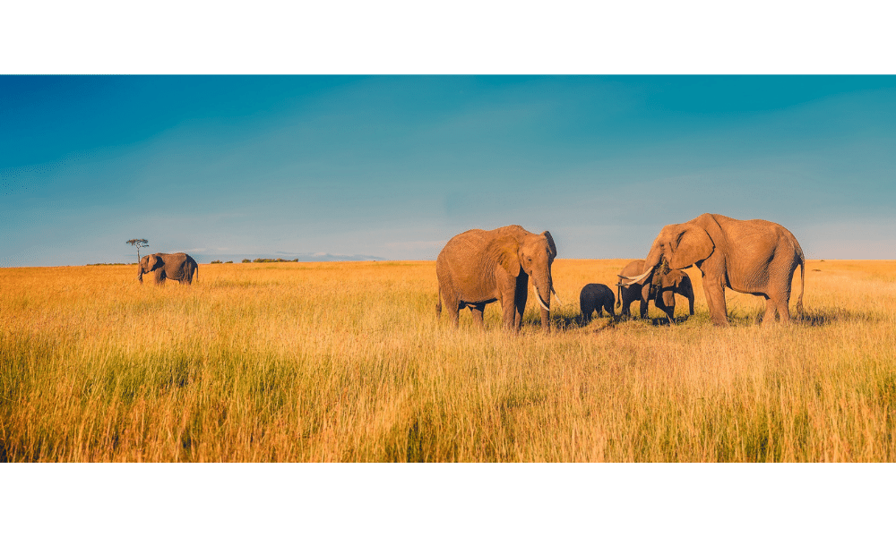 Photos d'une famille d'éléphant en Afrique du Sud