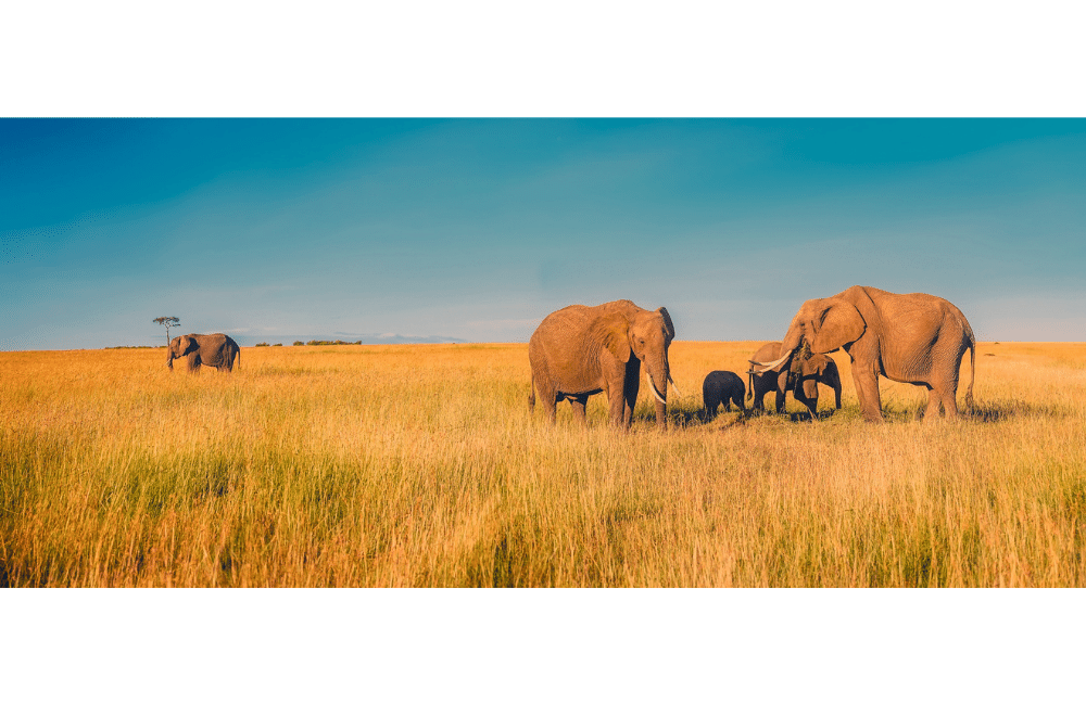 Photos d'une famille d'éléphant en Afrique du Sud