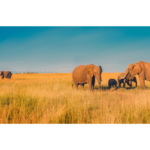 Photos d'une famille d'éléphant en Afrique du Sud