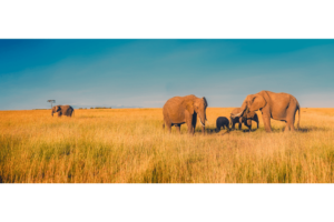 Photos d'une famille d'éléphant en Afrique du Sud