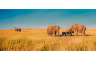 Photos d'une famille d'éléphant en Afrique du Sud